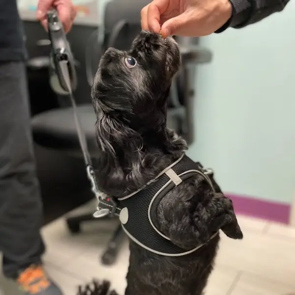 A small black dog stands on its hind legs to reach a treat.