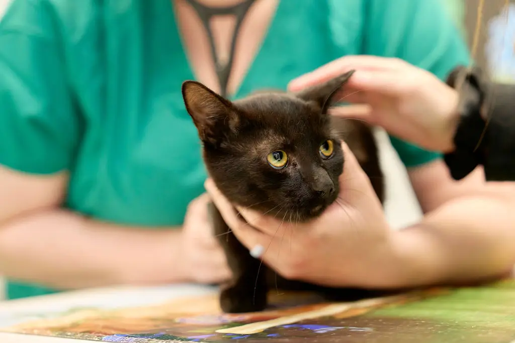 A black cat is pet during its veterinary exam at Spotsylvania Animal Hospital.
