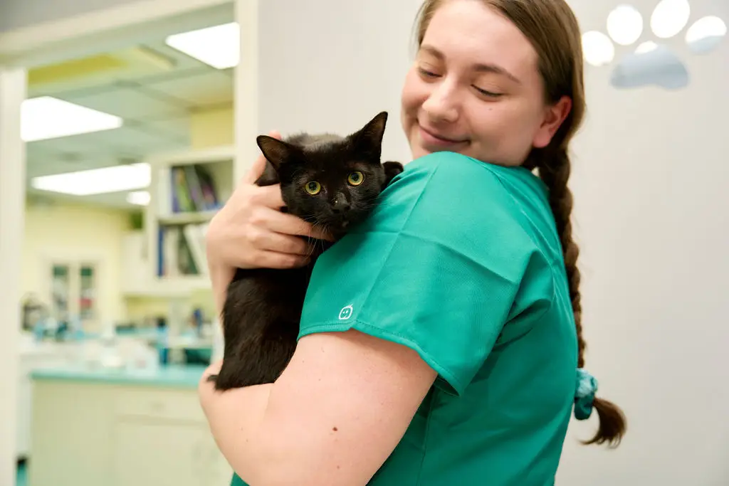 Veterinarian snuggles with a black cat in vet office.