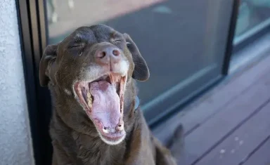 Dog yawning with yellowed teeth.