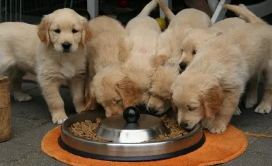 The FDA has found links between grain-free diets and an increased risk of heart disease in Golden retrievers.