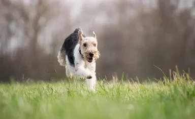 A dog running through the grass is at risk of being bit by ticks carrying Lyme disease.