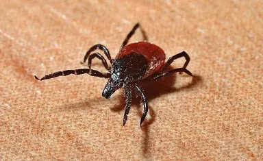 Ticks, fleas, and other parasites can find their way into your home during winter.