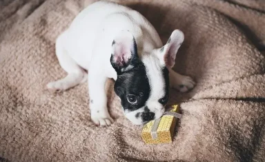 Be careful your dog or cat doesn't make a chew toy out of your holiday decorations!